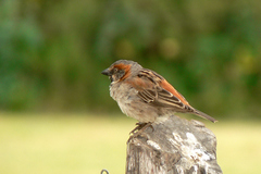 Passer rufocinctus