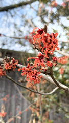 Hamamelis japonica