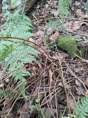 Dryopteris fuscipes