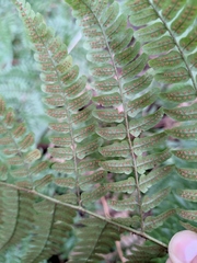 Dryopteris fuscipes