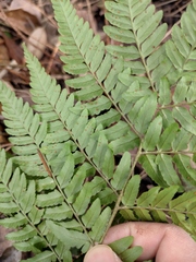 Dryopteris lacera