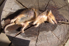 Monodelphis dimidiata