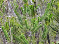 Melaleuca transversa