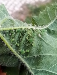 Aphis umbrella