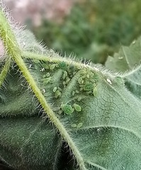 Aphis umbrella