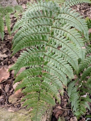 Dryopteris fuscipes