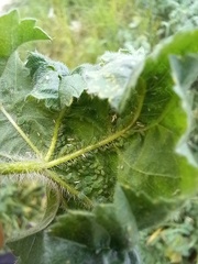 Aphis umbrella