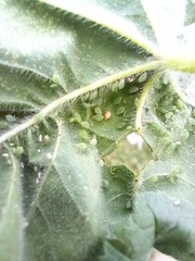 Aphis umbrella