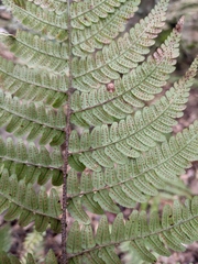 Dryopteris fuscipes