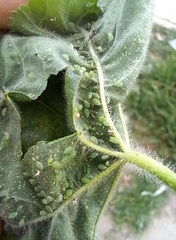 Aphis umbrella