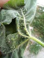 Aphis umbrella