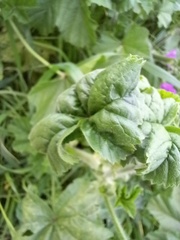 Aphis umbrella
