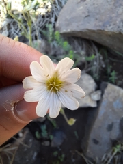 Cerastium arabidis