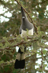 Corythaixoides leucogaster
