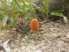 Banksia gardneri