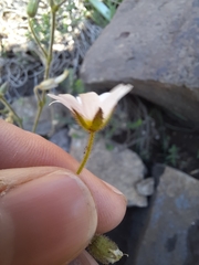 Cerastium arabidis