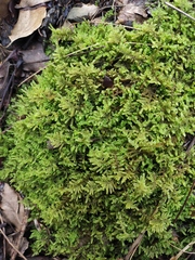 Hypnum plumaeforme