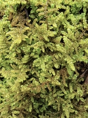 Hypnum plumaeforme