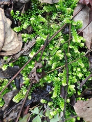 Selaginella doederleinii