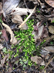 Selaginella doederleinii
