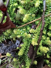 Selaginella doederleinii
