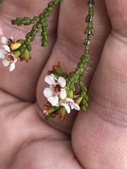 Baeckea brevifolia