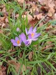 Crocus tommasinianus