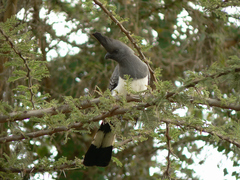 Corythaixoides leucogaster