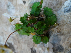 Erodium reichardii
