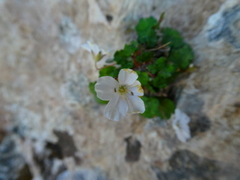 Erodium reichardii
