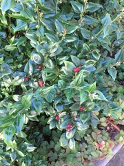 Sarcococca