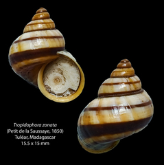 Tropidophora zonata