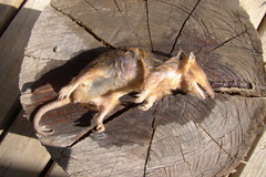 Monodelphis dimidiata