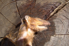 Monodelphis dimidiata