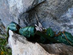 Cyclamen balearicum