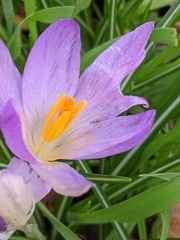 Crocus tommasinianus