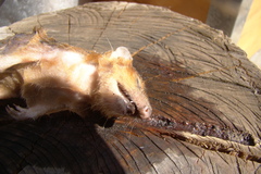 Monodelphis dimidiata