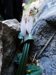 Cyclamen balearicum