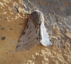 Lycia florentina