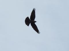 Corvus monedula spermologus