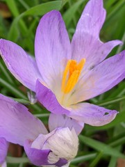 Crocus tommasinianus