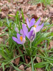 Crocus tommasinianus