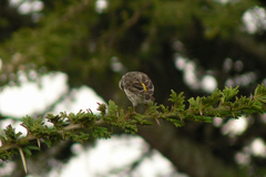 Crithagra reichenowi