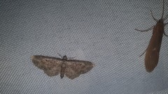 Eupithecia icterata