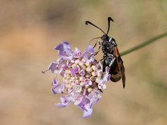 Zygaena hilaris