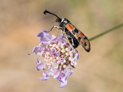 Zygaena hilaris