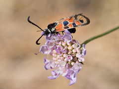 Zygaena hilaris
