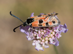 Zygaena hilaris