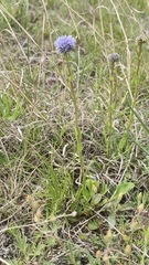 Globularia bisnagarica