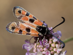 Zygaena hilaris
